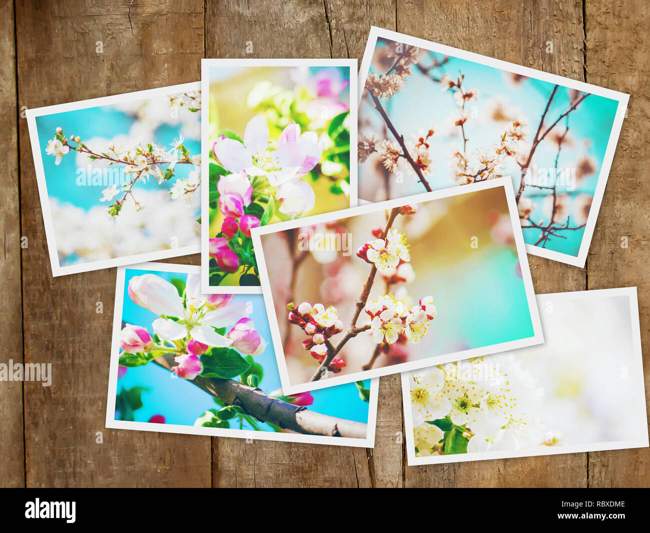 Frühjahr blühenden Bäume. Collage. Selektive konzentrieren. Natur. Stockfoto