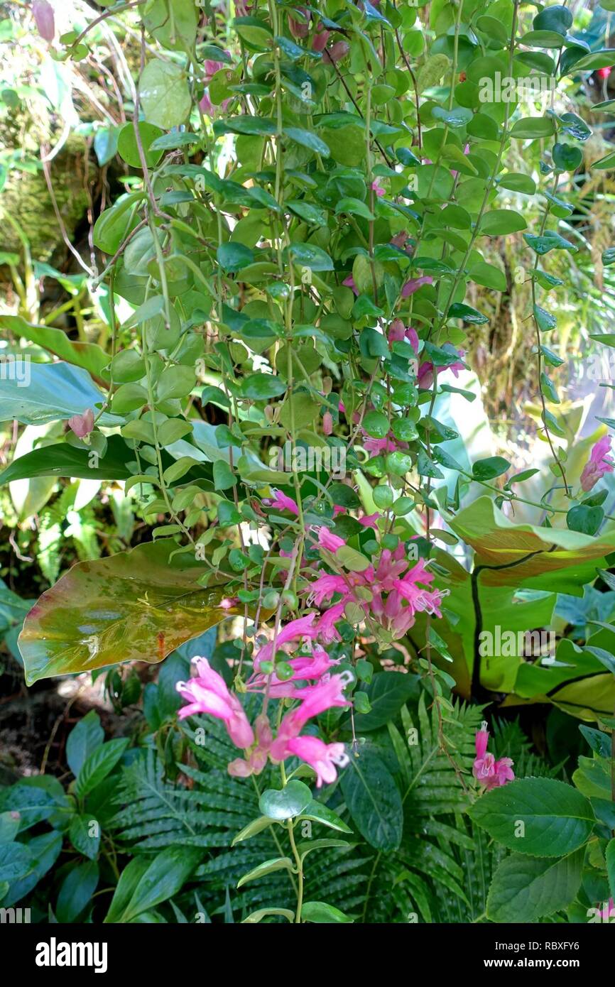 Aeschynanthus Thai Pink Marie Selby Botanical Gardens Sarasota
