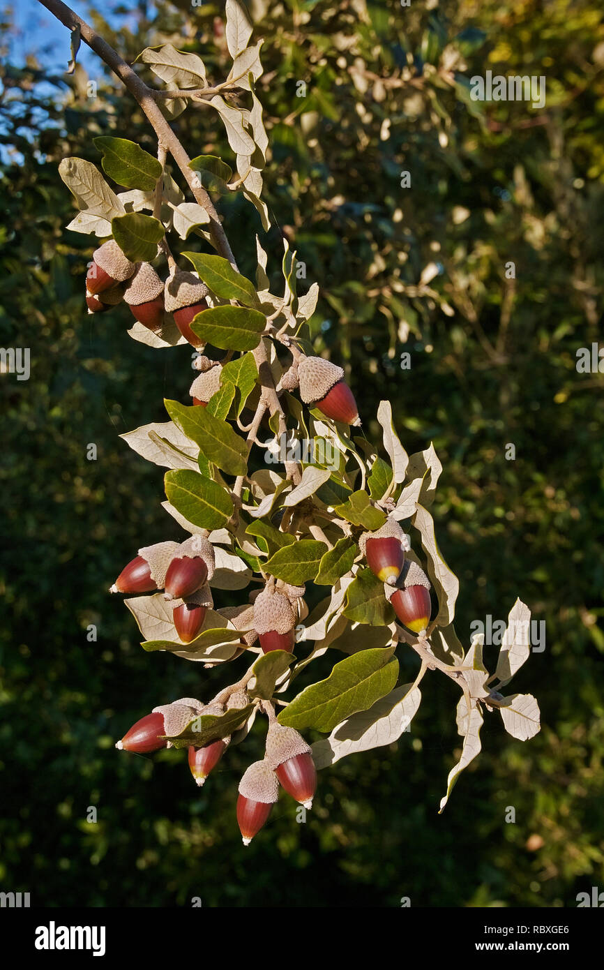 Blätter und Früchte (eicheln) von Holly Eiche oder Steineichen, Quercus ilex, Fagaceae Stockfoto