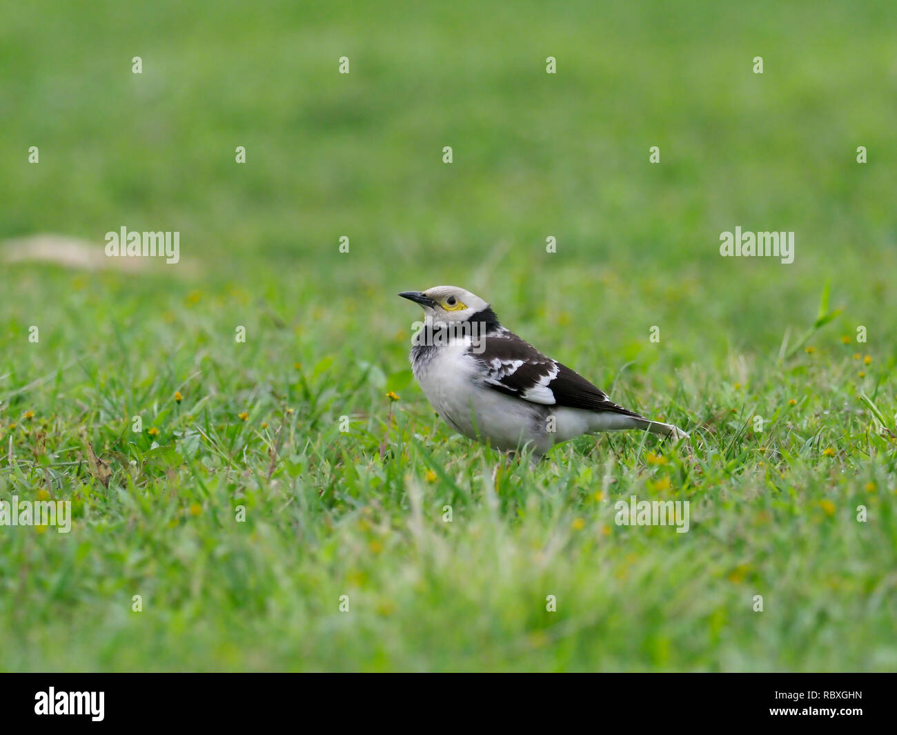 Black-collared Starling, Sturnus nigricollis, Single Vogel auf Gras, Taiwan, Januar 2019 Stockfoto