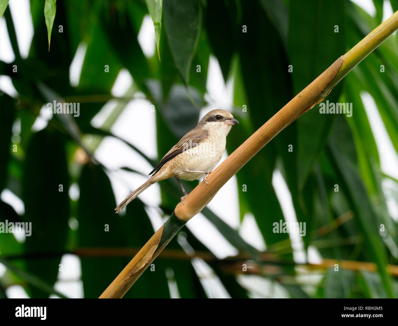 Braun shrike, Lanius cristatus, Vogel auf Zweig, Taiwan, Januar 2019 Stockfoto