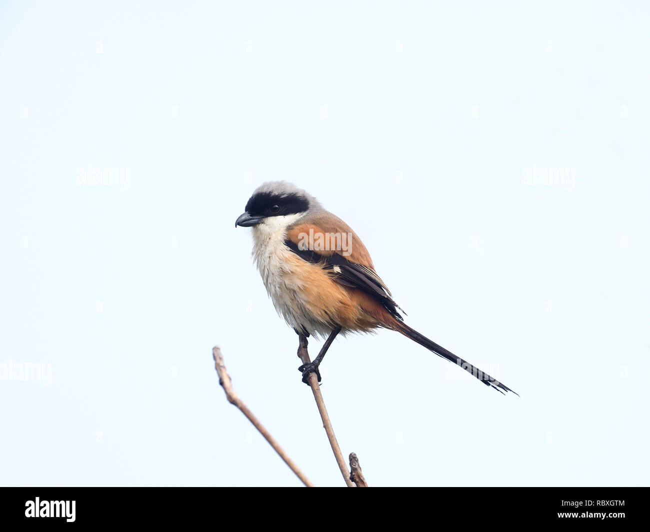 Long-tailed shrike, Lanius Helvetica, Vogel auf Zweig, Taiwan, Januar 2019 Stockfoto