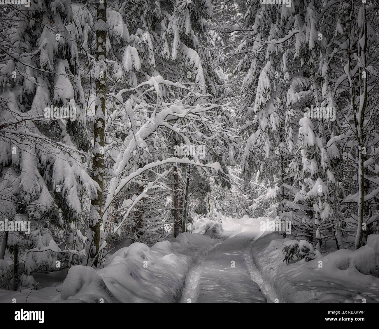 DE - Bayern: Winterwald Szene in der Nähe von Bad Tölz (HDR-Bild) Stockfoto