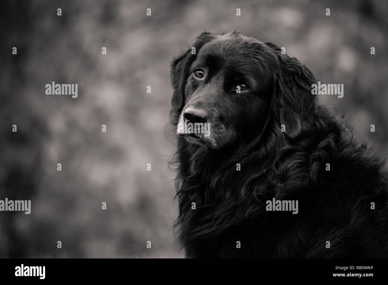 Schwarze und weisse Hund Portrait mit Bokeh. Stockfoto