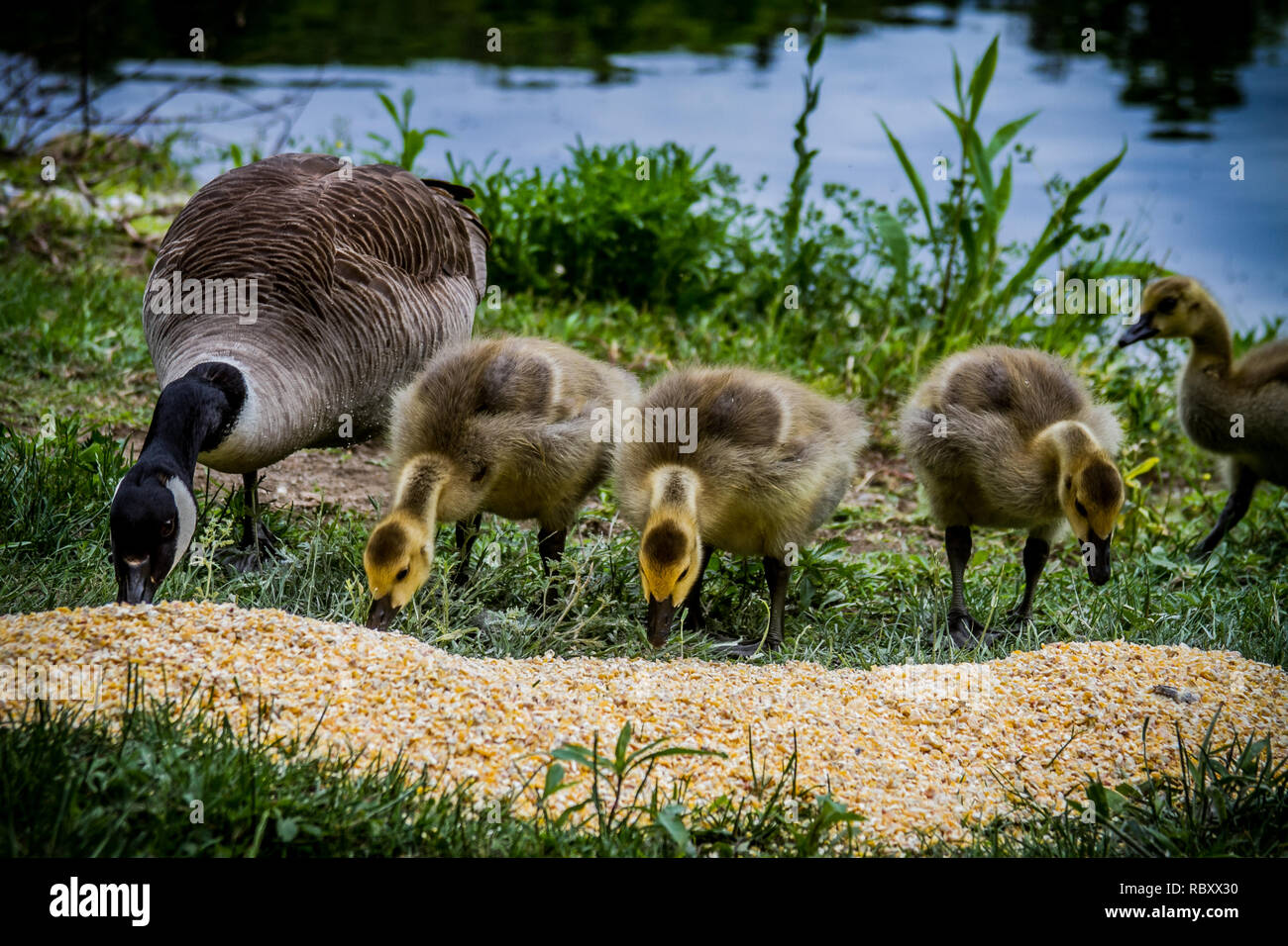 Kanadische Gans Mutter isst mit ihren Gänschen. Stockfoto