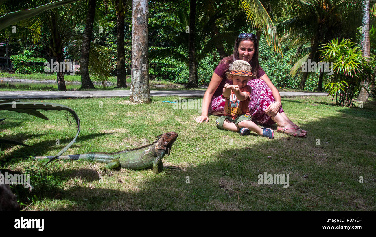 Ein nettes Foto von Mutter und Sohn beobachten eine schöne und grosse Exemplare der grüne Leguan. Jaco, Costa Rica Stockfoto