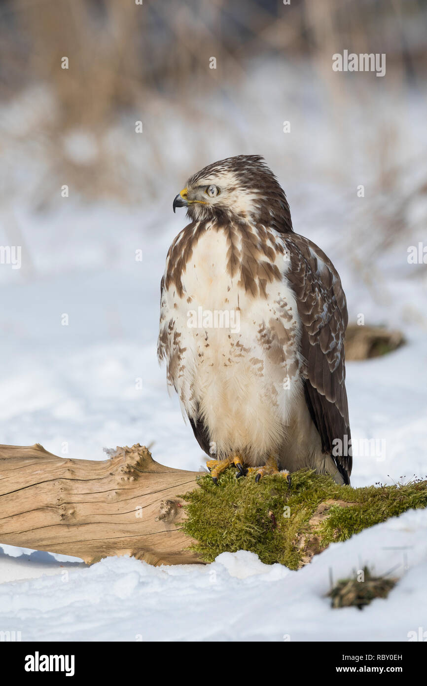 Mäusebussard, im, Schnee, Winter, Mäuse-Bussard, Bussard, Buteo buteo, Mäusebussard, Bussard, Schnee, La Buse Variable Stockfoto