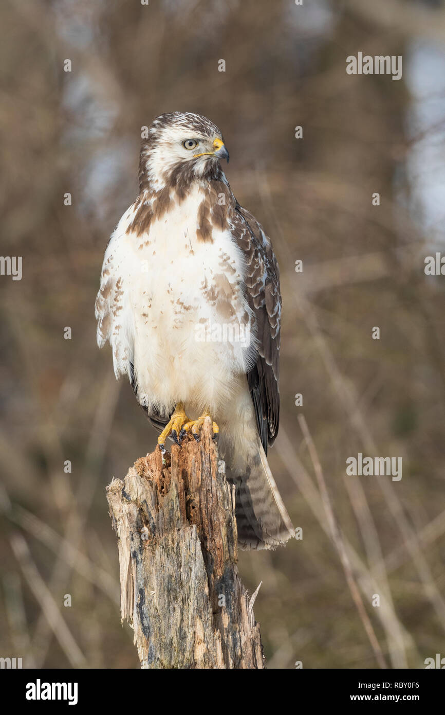 Mäusebussard, im, Schnee, Winter, Mäuse-Bussard, Bussard, Buteo buteo, Mäusebussard, Bussard, Schnee, La Buse Variable Stockfoto