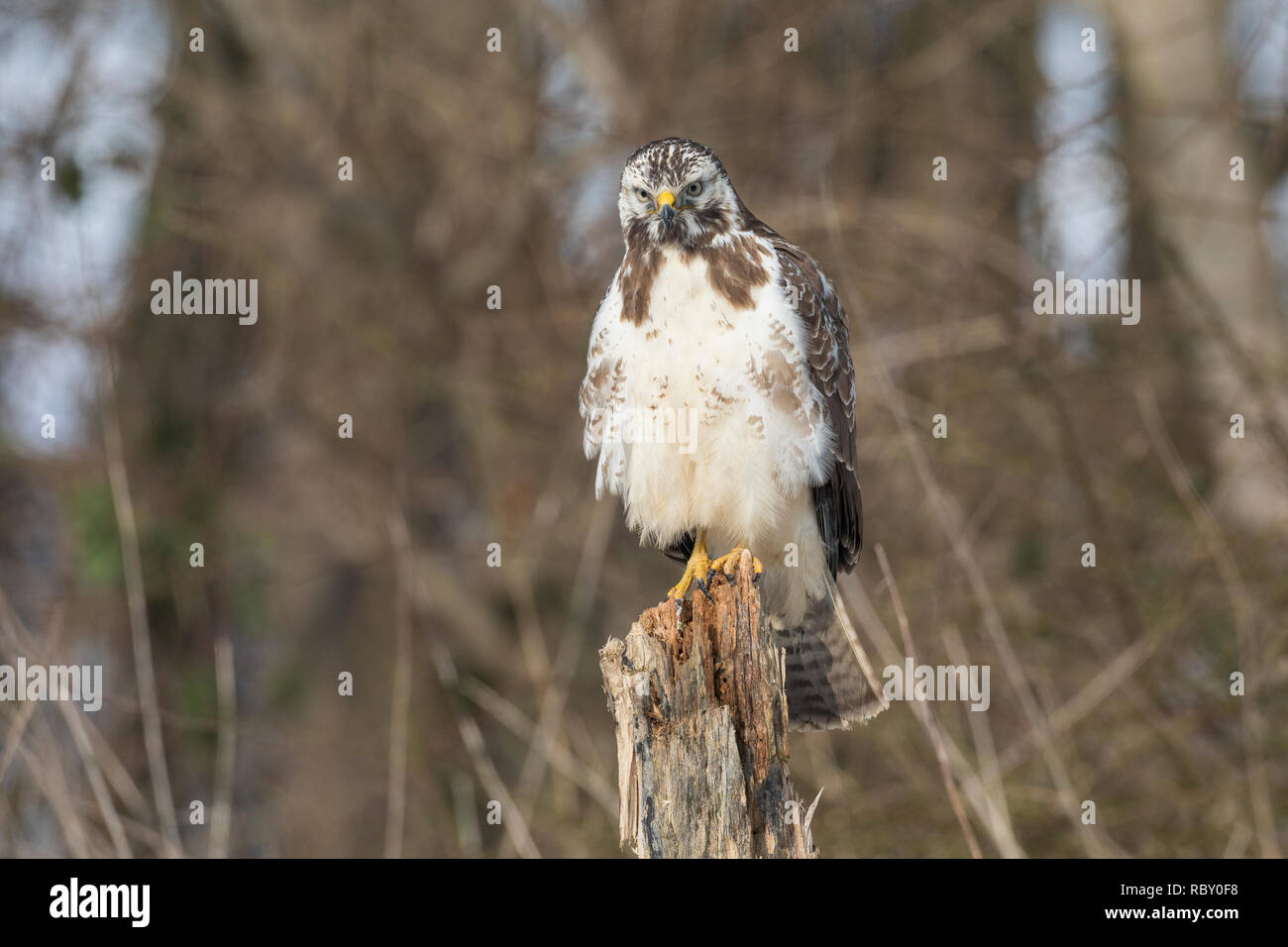 Mäusebussard, im, Schnee, Winter, Mäuse-Bussard, Bussard, Buteo buteo, Mäusebussard, Bussard, Schnee, La Buse Variable Stockfoto