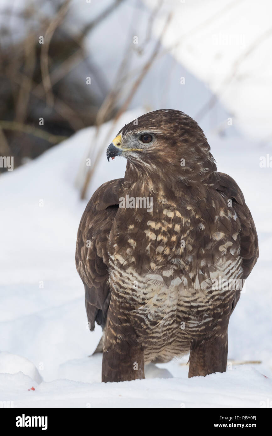 Mäusebussard, im, Schnee, Winter, Mäuse-Bussard, Bussard, Buteo buteo, Mäusebussard, Bussard, Schnee, La Buse Variable Stockfoto