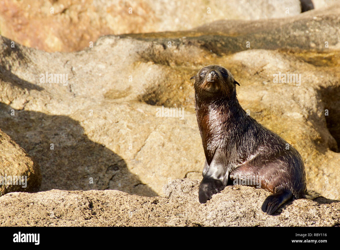 Junge Seelöwen Pup auf einem Felsen, nass vom Schwimmen auf entfernten Insel Stockfoto