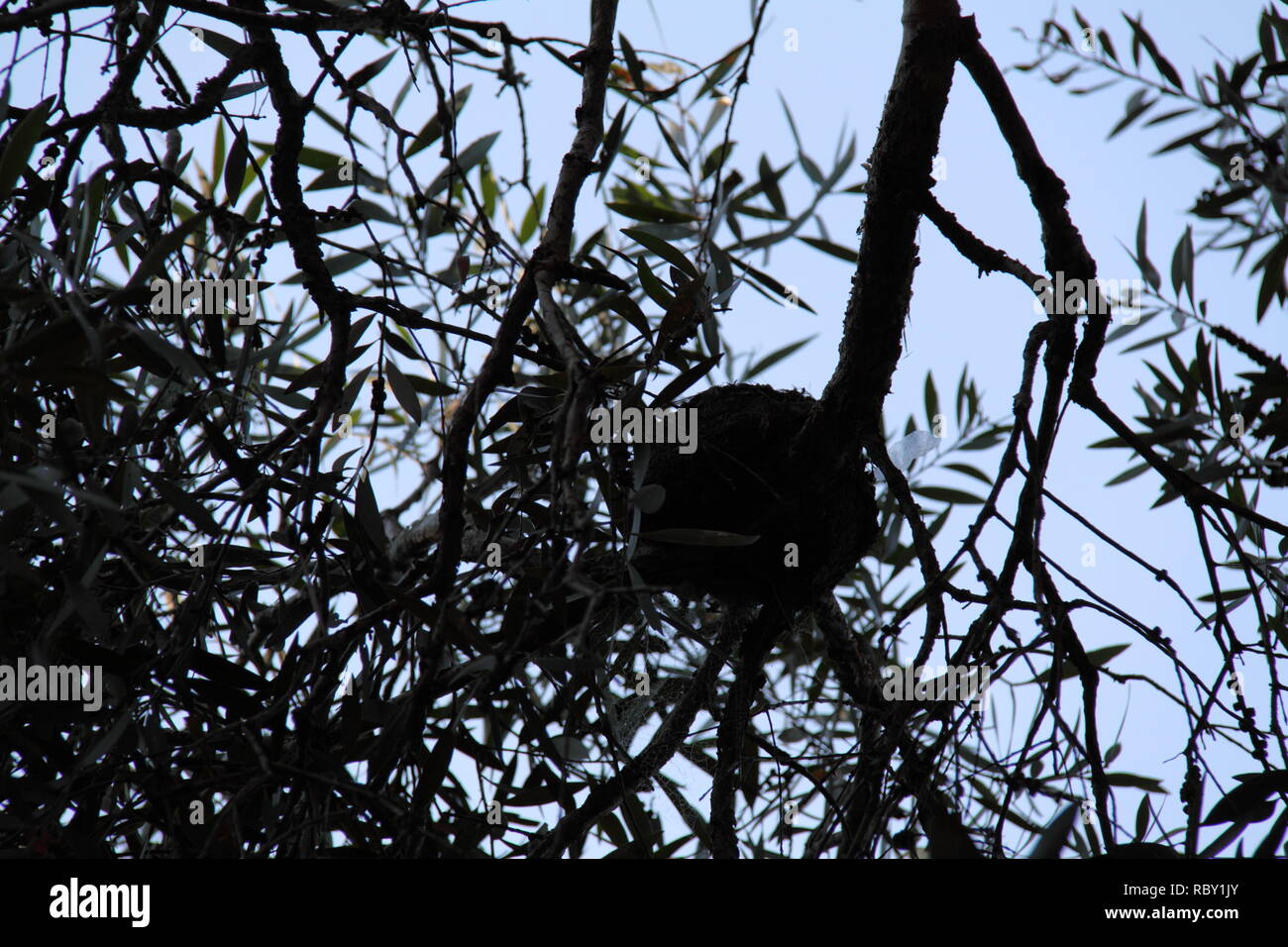 (Magpie-Lark Grallina Cyanoleuca) Bird's Nest auf Zweig der Bottlebrush Wattle Tree, Gold Coast, Australien Stockfoto