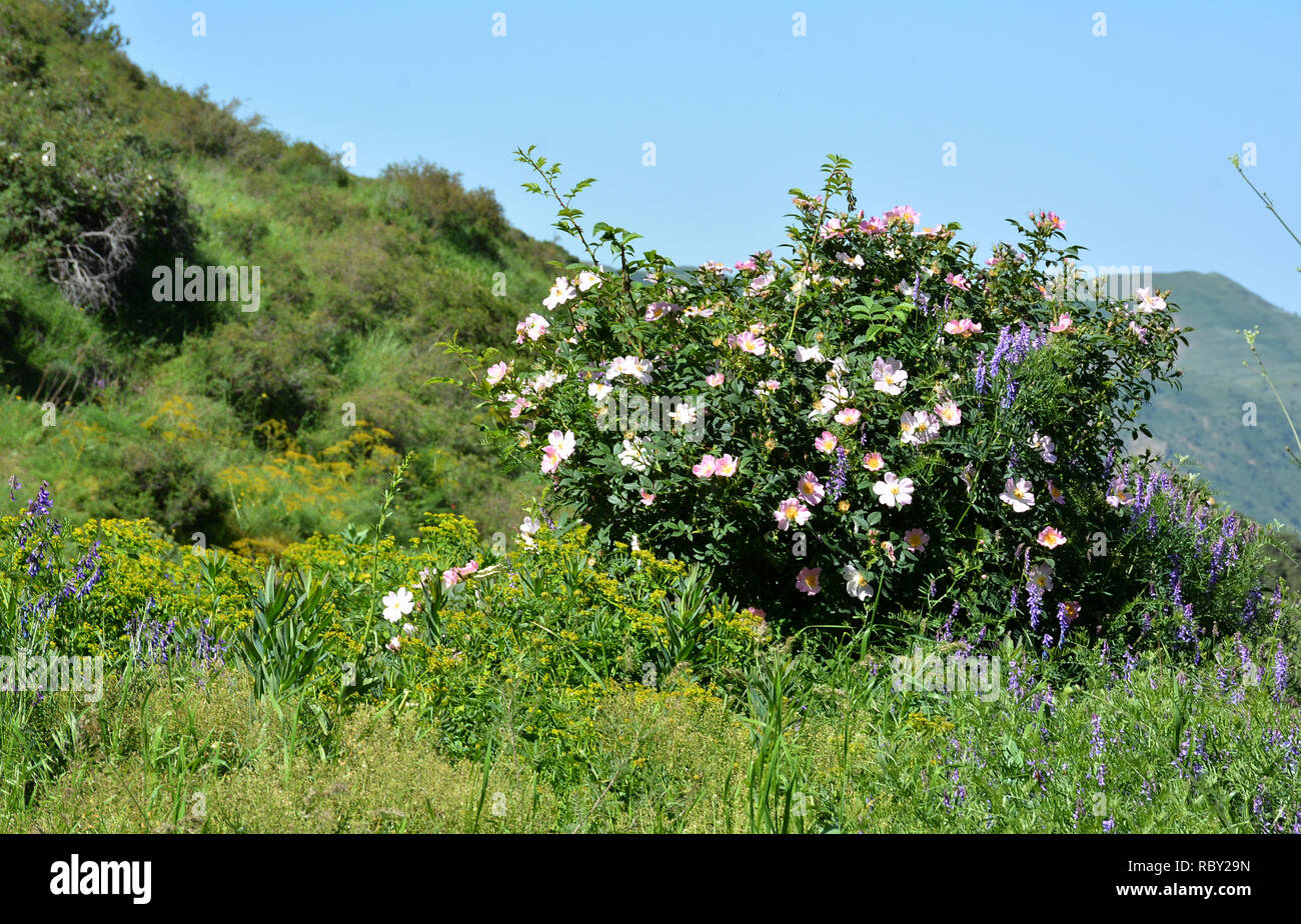 Schönen blühenden Wild Rose Bush, Dog Rose, Rosa Canina. Gemeinsame Briar Stockfoto