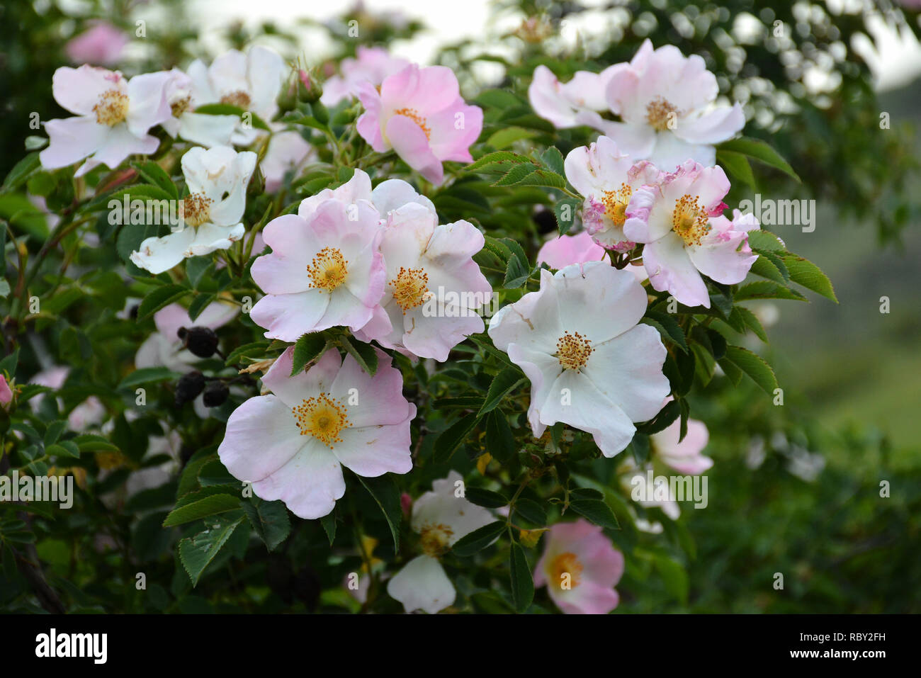 Schönen blühenden Wild Rose Bush, Dog Rose, Rosa Canina. Gemeinsame Briar Stockfoto