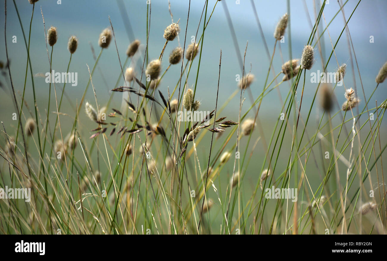 In der Nähe der Wiese Gras Stockfoto