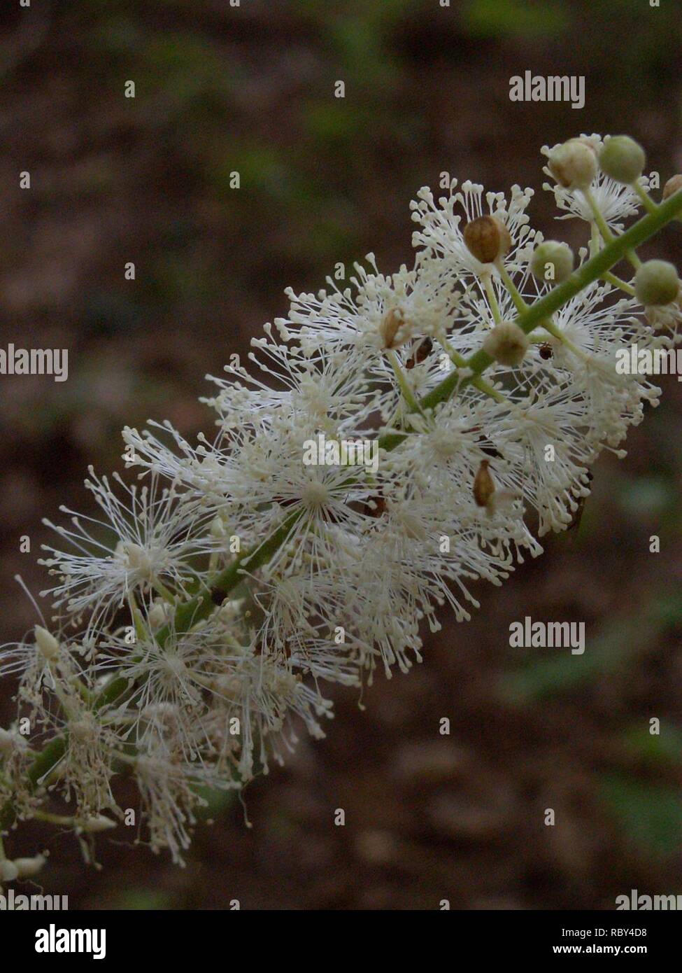 KONICA MINOLTA DIGITALKAMERA Actaea racemosa, 2015-7-05, Berg Libanon, 06. Stockfoto