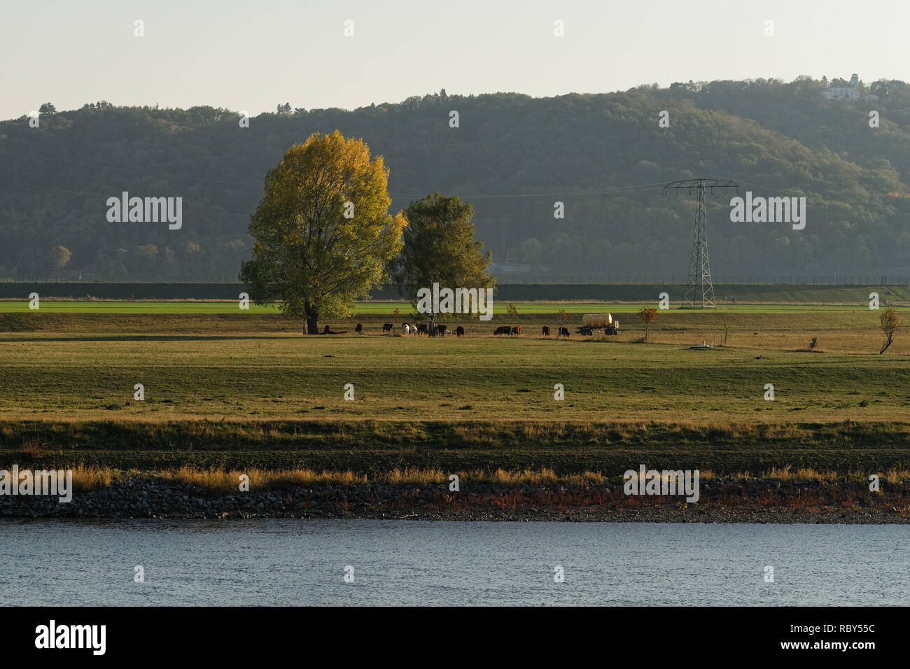 Ansicht im Abendlicht über der Elbe zu herbstlichen Bäume, Rinder Herde auf dem Elbauen, leichten Dunst in den Hintergrund, die Hochspannungsleitung-Lo Stockfoto