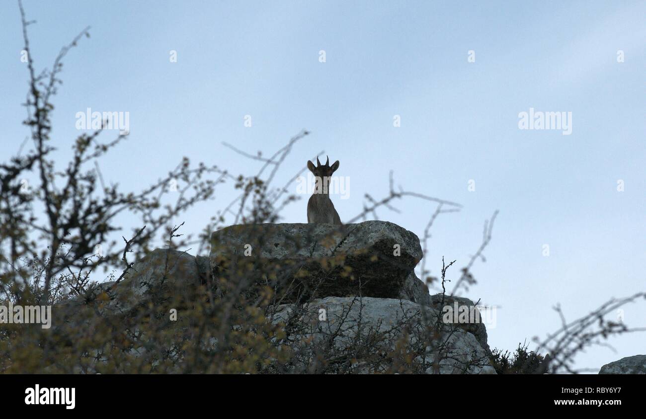 Capra pyrenaica Hispanica Stockfoto