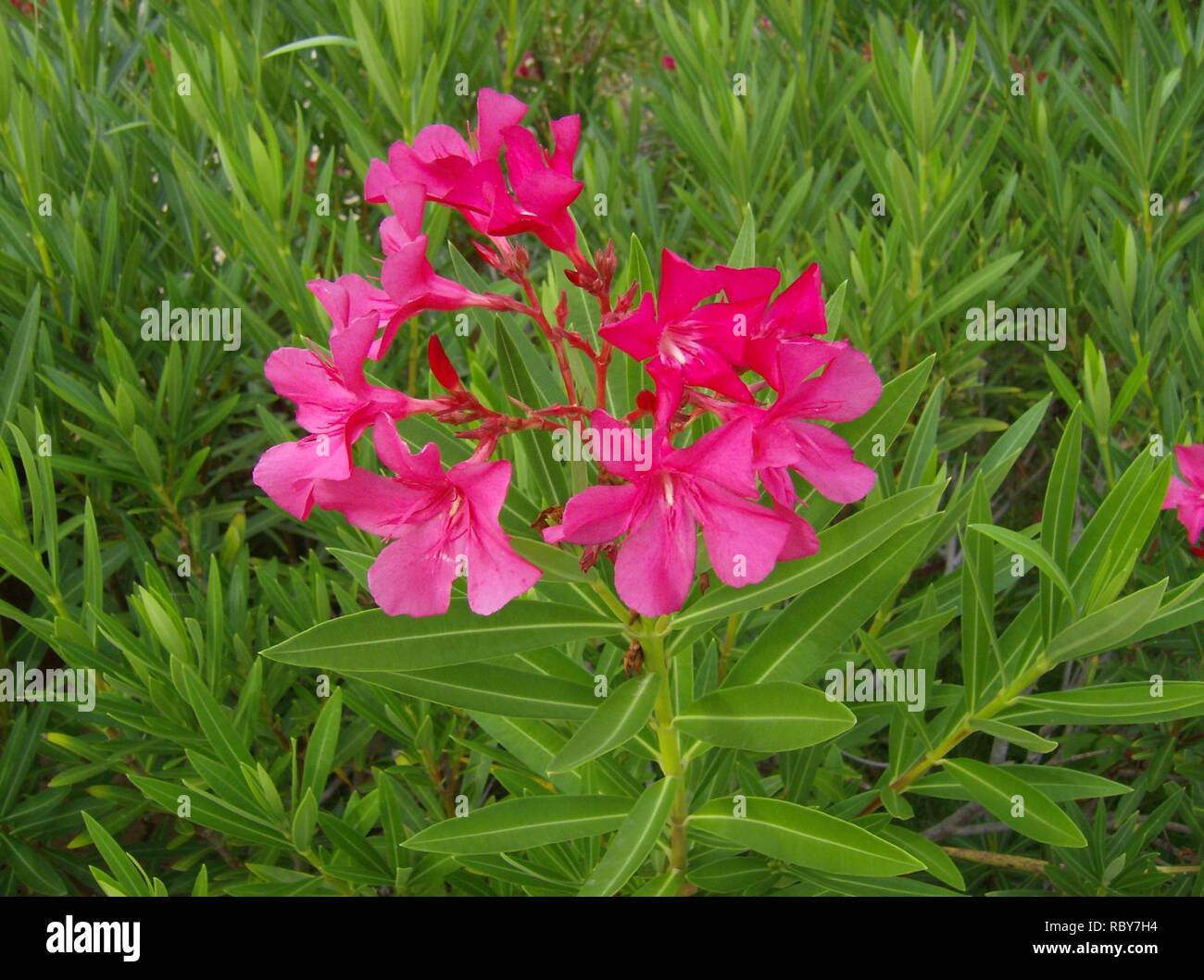 Adelfa (Nerium oleander L.) 2. Stockfoto