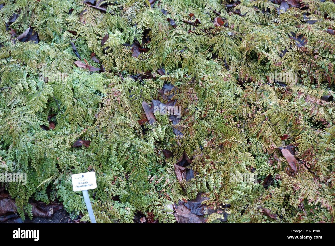 Adiantum venustum - Botanischer Garten, Dresden, Deutschland - DSC 08945. Stockfoto