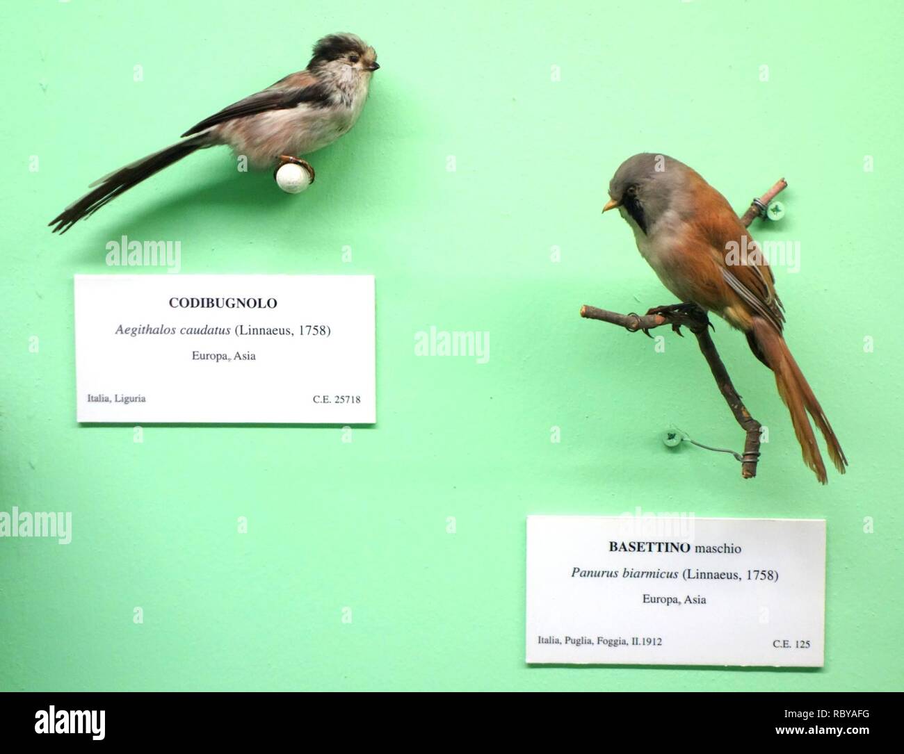 Aegithalos caudatus und Panurus biarmicus (männlich) - Museo Civico di Storia Naturale Giacomo Doria - Genua, Italien - DSC 03086. Stockfoto