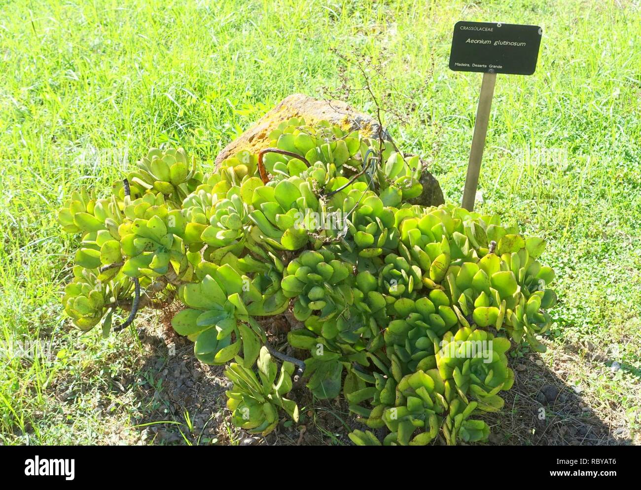 Aeonium glutinosum-Jardín Botánico de Barcelona - Barcelona, Spanien - DSC 09092. Stockfoto