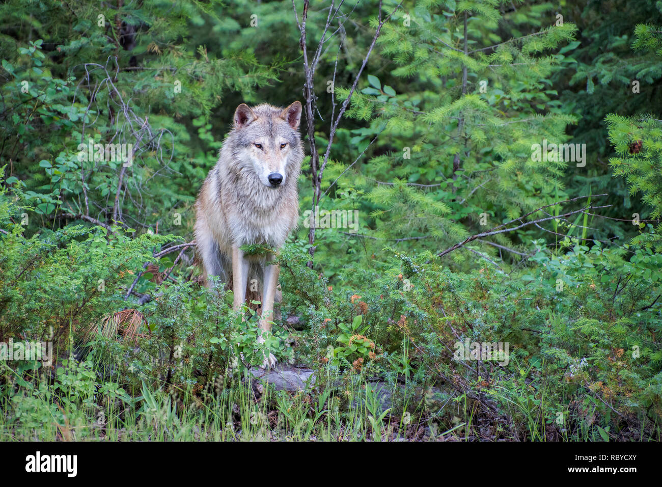 Tundra Wolf Posing auf einem Stein am Rande des Waldes Stockfoto