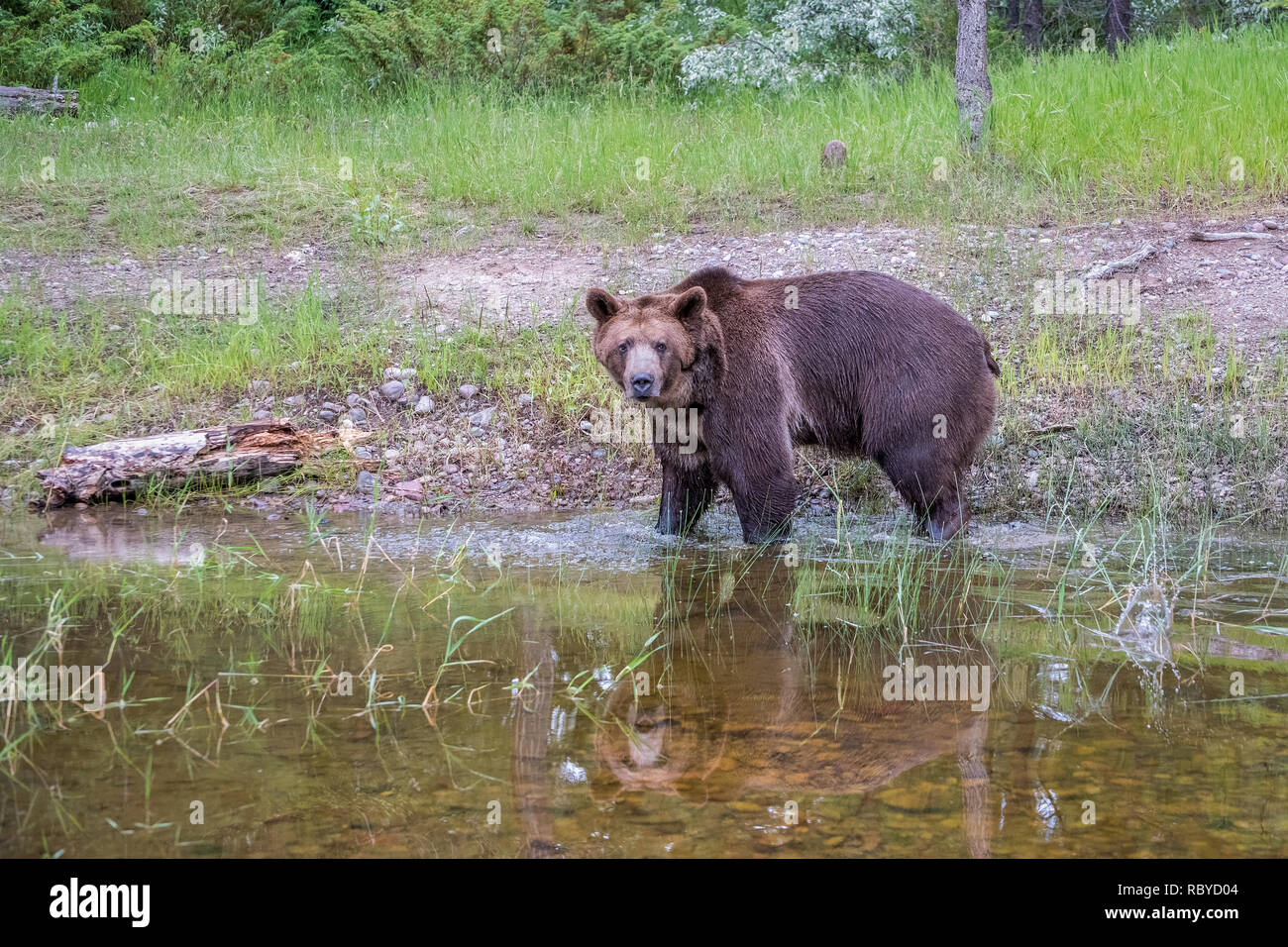 Grizzly Bear walking in Wasser mit schönen Reflexion Stockfoto