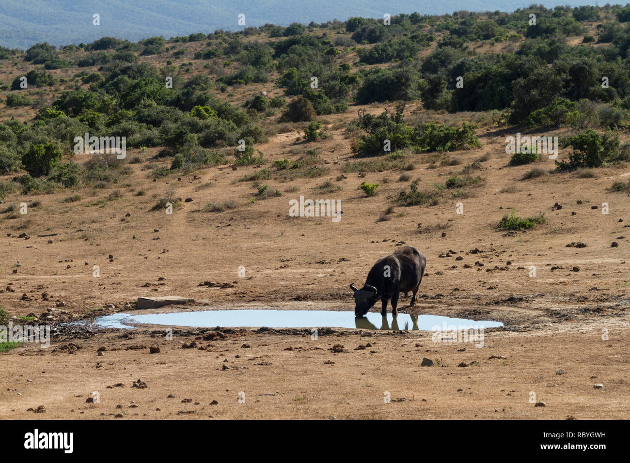 Büffel (Syncerus Caffer) Trinken an einem Wasserloch, Addo Elephant National Park, Südafrika Stockfoto