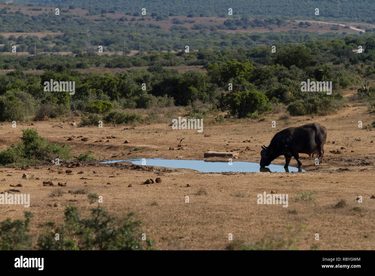 Büffel (Syncerus Caffer) Trinken an einem Wasserloch, Addo Elephant National Park, Südafrika Stockfoto