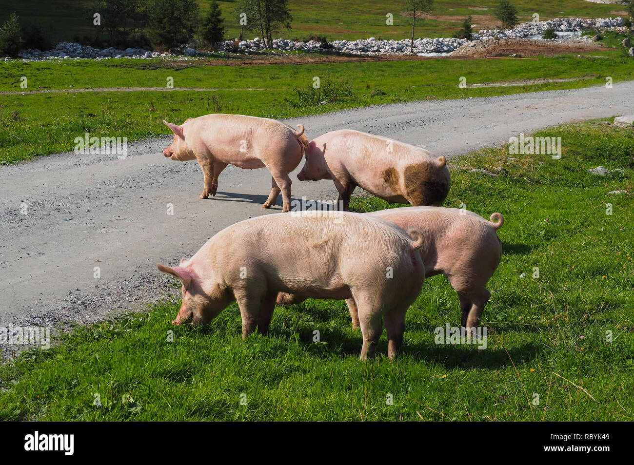 Schweine auf der Weide Stockfoto