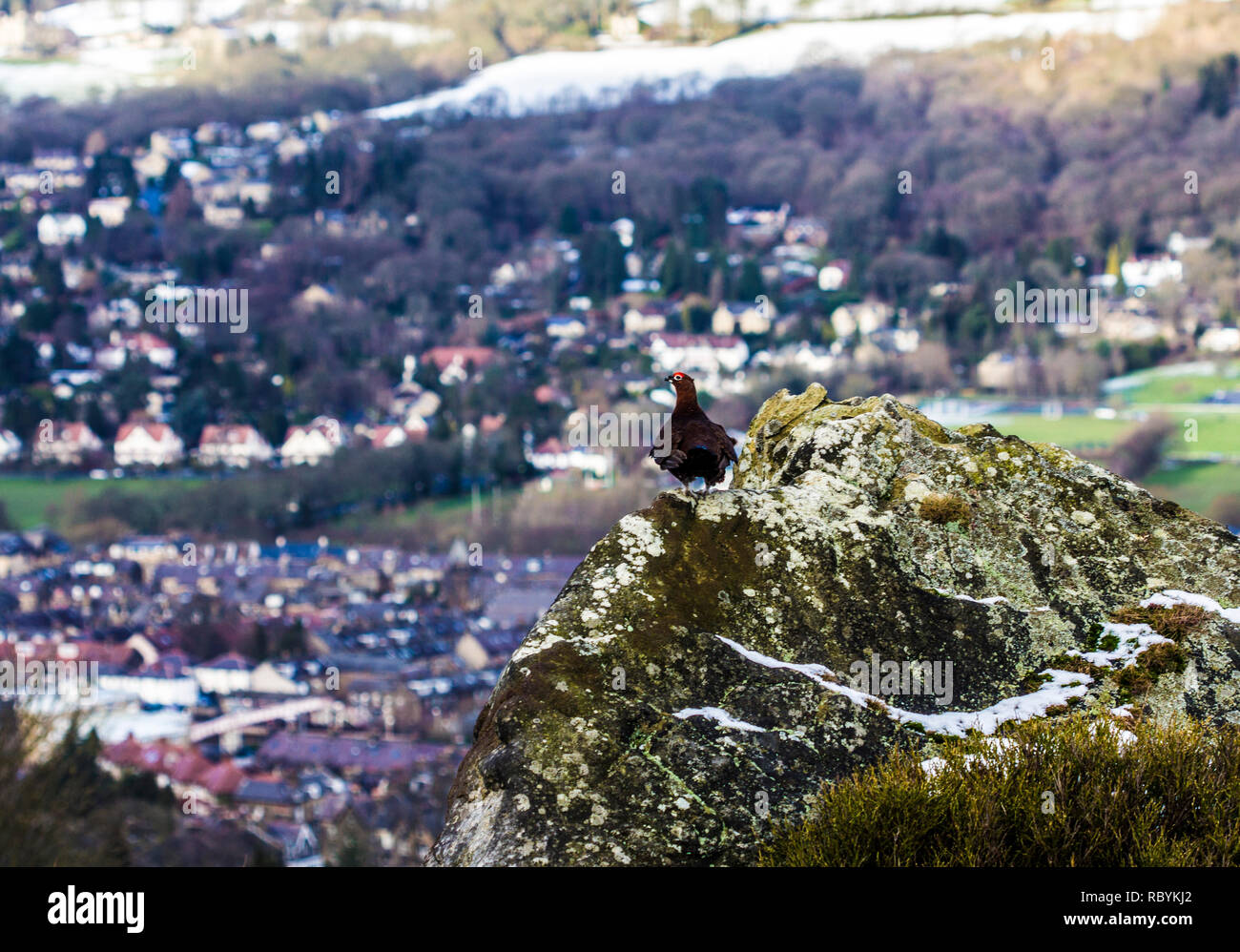 Moorschneehuhn (Lagopus lagopus) sitzt auf einem Felsen mit Blick auf ilkley von Ilkley Moor, West Yorkshire Stockfoto