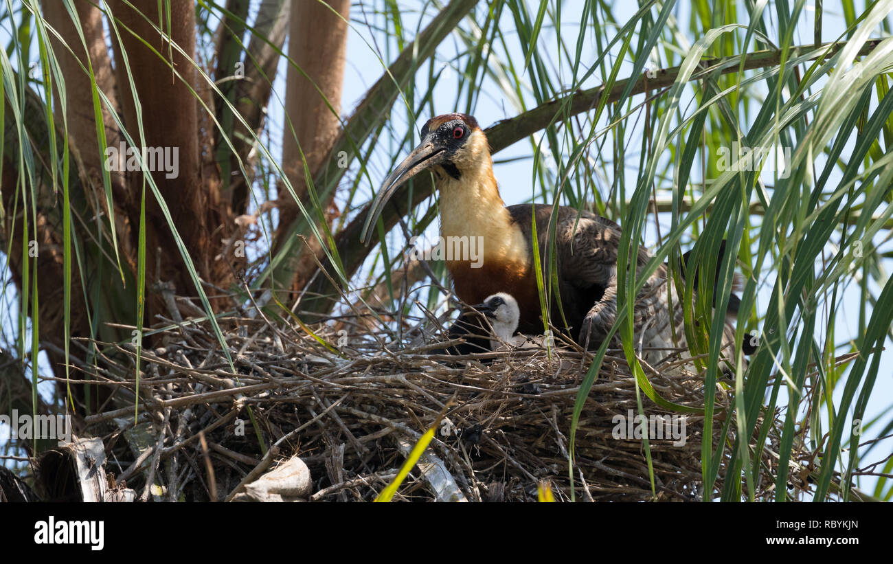 Buff-necked Ibis Stockfoto