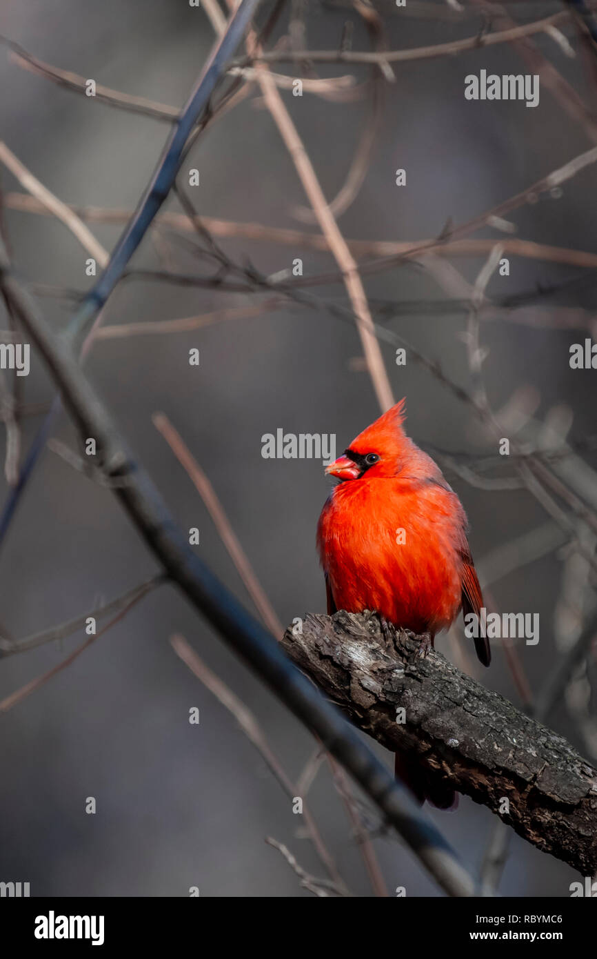 Männliche Kardinal (Cardinalis cardinalis) thront auf einem Ast im Winter. Stockfoto