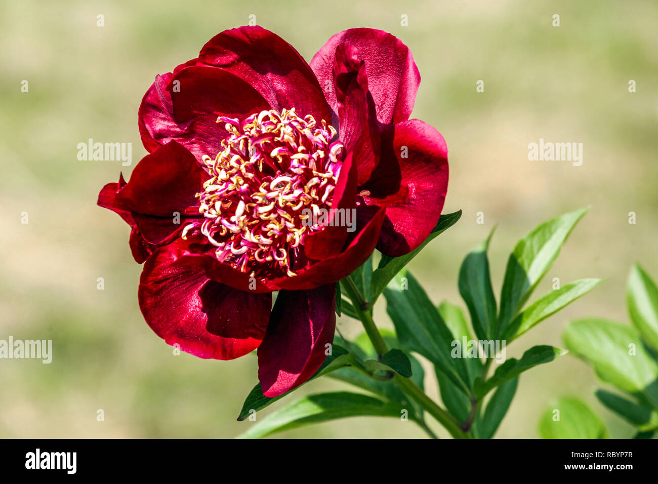 Tiefrote Pfingstrose „Chocolate Soldier“ Blume Paeonia lactiflora, Paeonia lactiflora seltene chinesische Pfingstrose rot Stockfoto