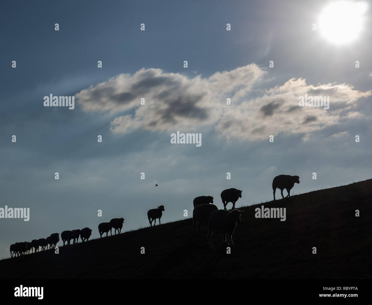 Silhouetten der Schafe auf dem Deich an der Rückseite Licht Stockfoto