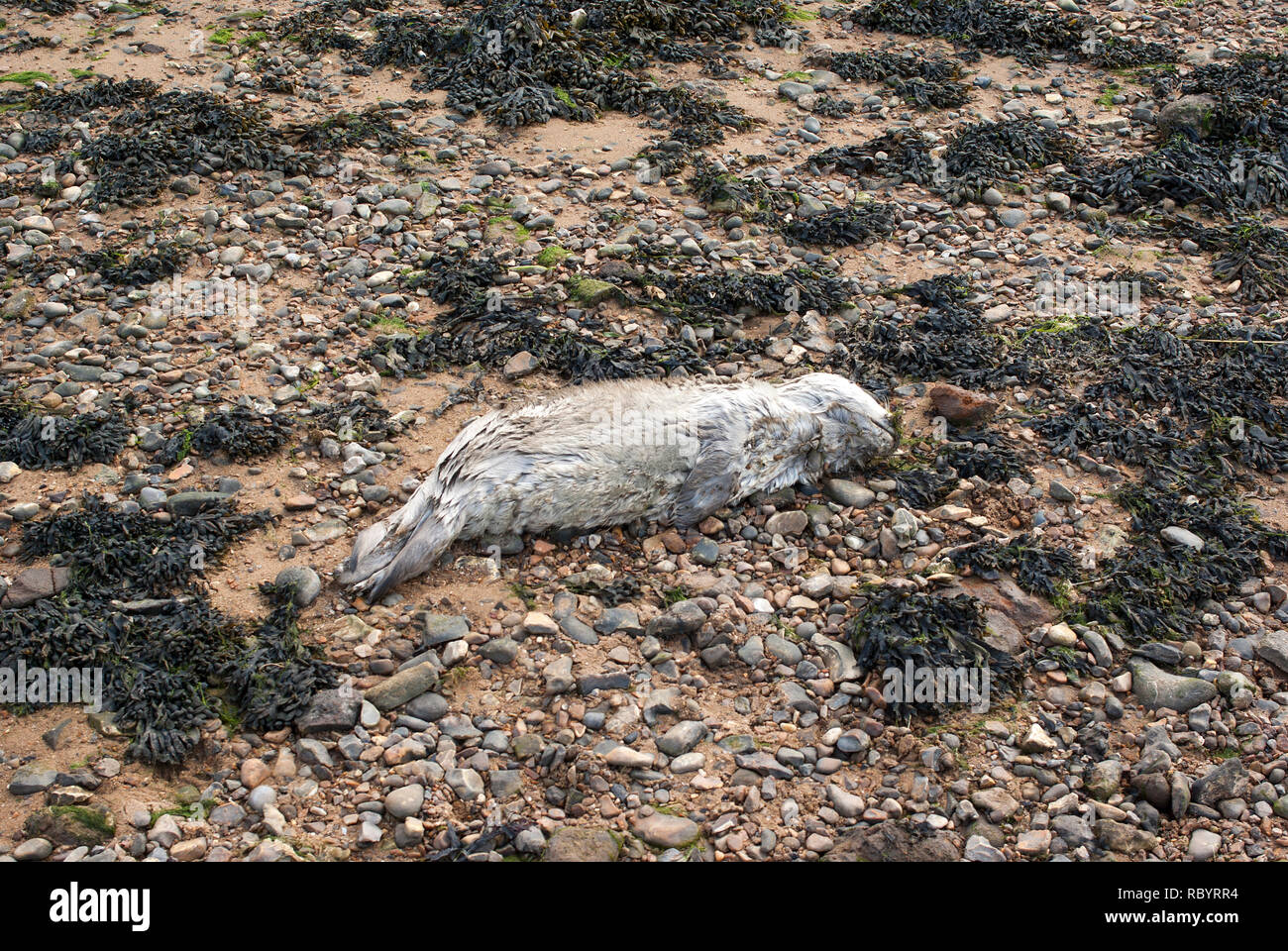 Dead Grey Seal Welpen gewaschen an einem Strand in Norfolk, Großbritannien Stockfoto