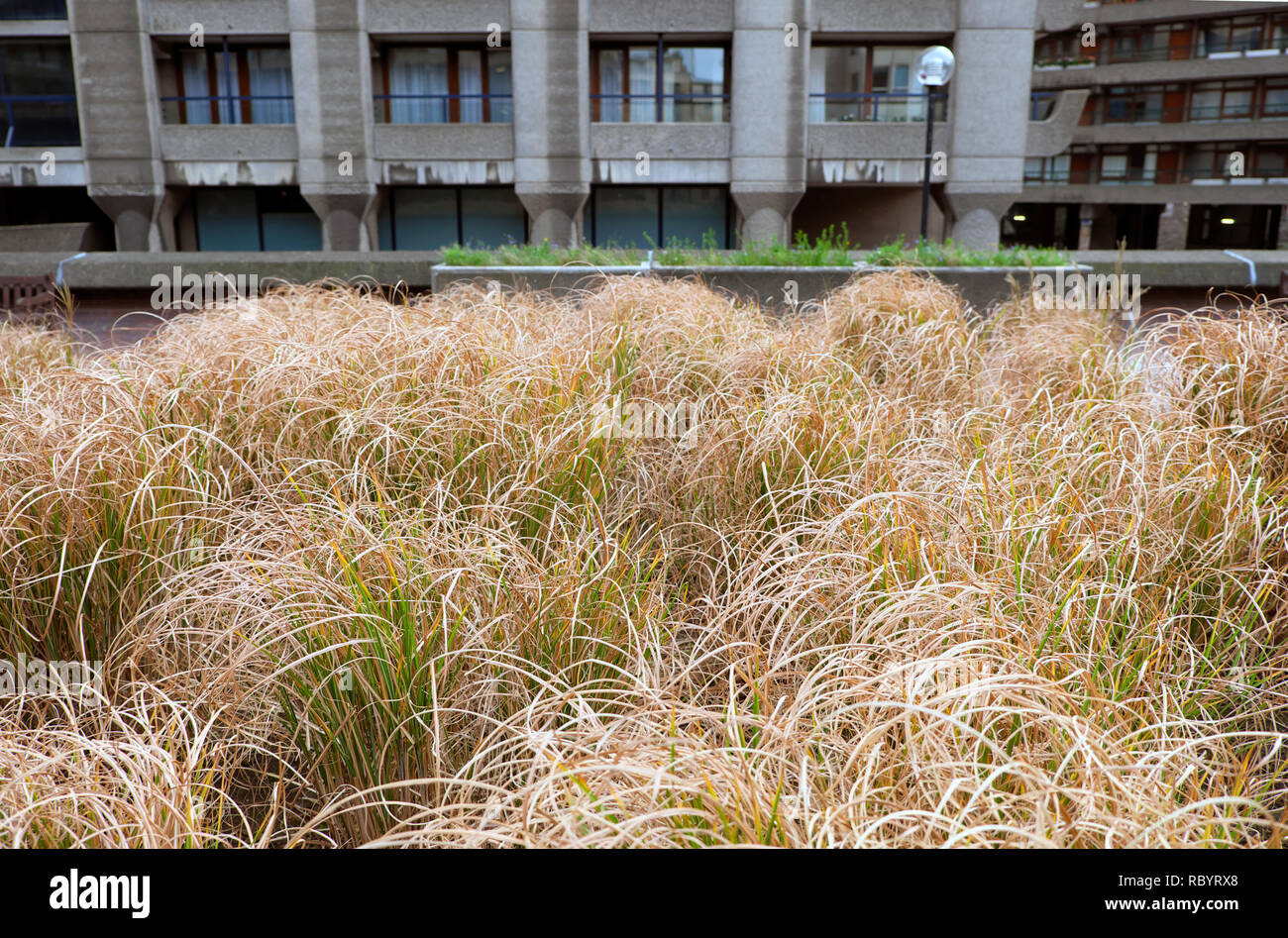 Stipa arundinacea oder Ziergrasbepflanzung außerhalb der Barbican Apartments im Winter Nigel Dunnett Gartendesign City of London UK KATHY DEWITT Stockfoto