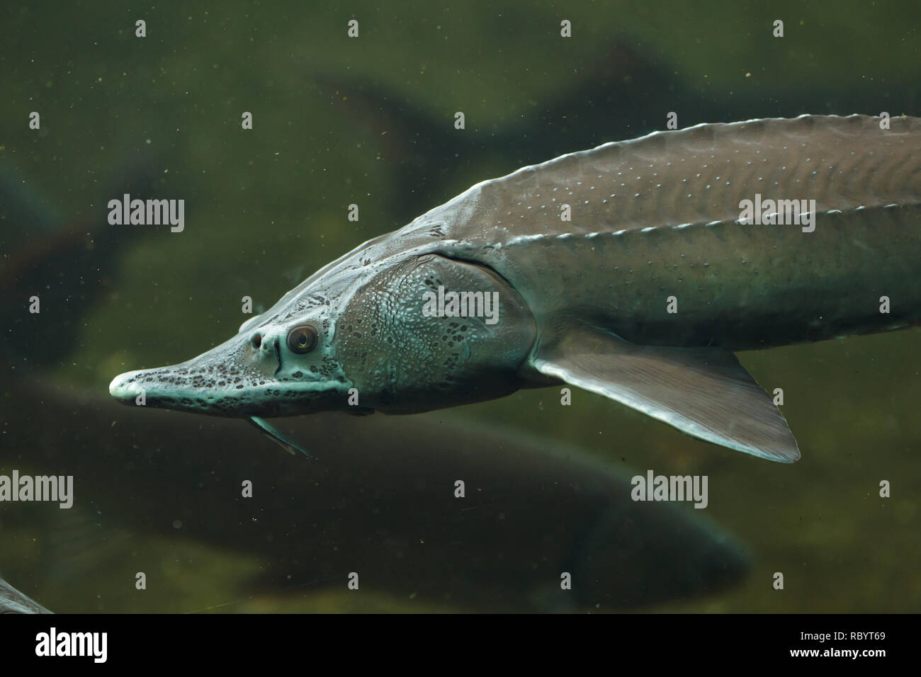 Acipenser baerii stenorrhynchus -Fotos und -Bildmaterial in hoher ...