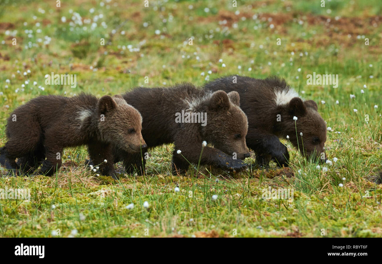 Drei Braunbären Jungtiere im Frühjahr in der finnischen Taiga fotografiert Stockfoto