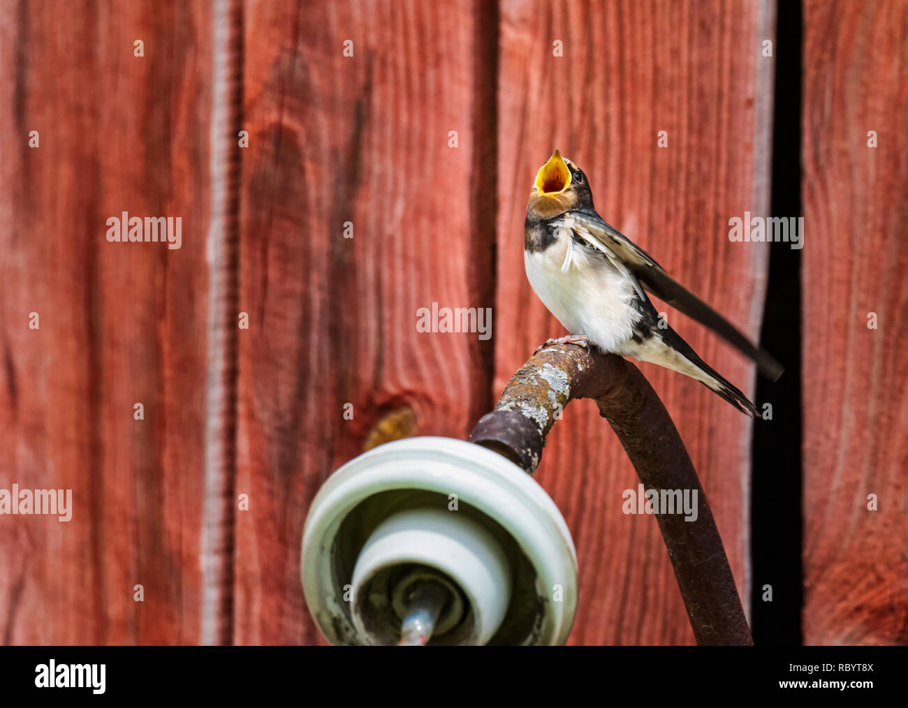 Eine junge Schwalbe sitzen auf eine Lampe darauf warten gefüttert zu werden. Stockfoto Eine junge Schwalbe sitzen auf eine Lampe darauf warten gefüttert zu werden. Stockfoto