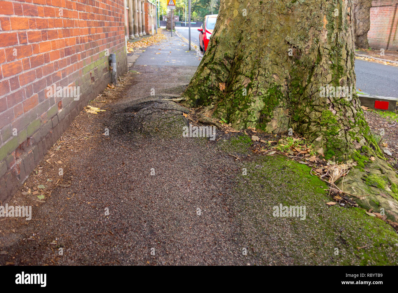 Baumwurzeln Schaden an den Bürgersteig - Baum auf Fahrbahn in Cambridge, Großbritannien Stockfoto