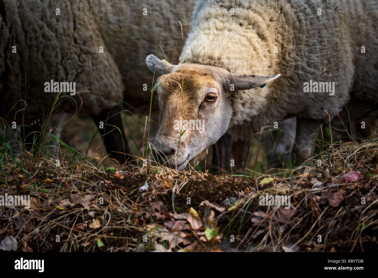 Schafe füttern im städtischen Wald Stockfoto