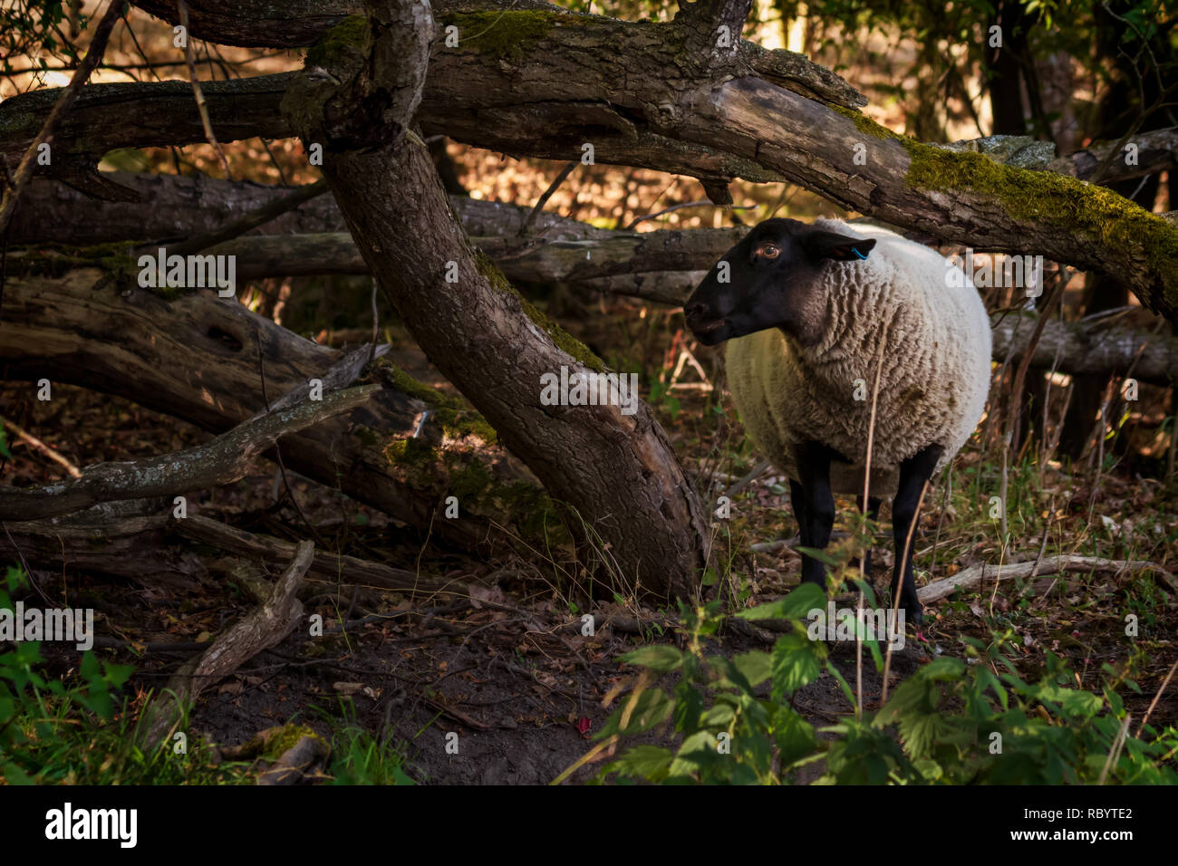 Schafe füttern im städtischen Wald Stockfoto