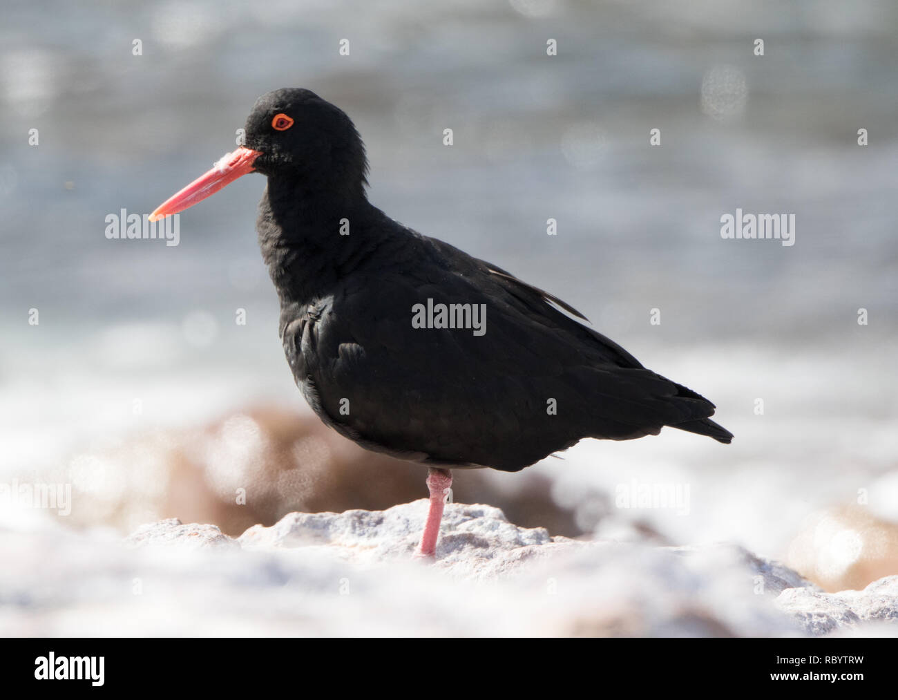 Afrikanischen schwarzen Austernfischer (Haematopus moquini) Stockfoto