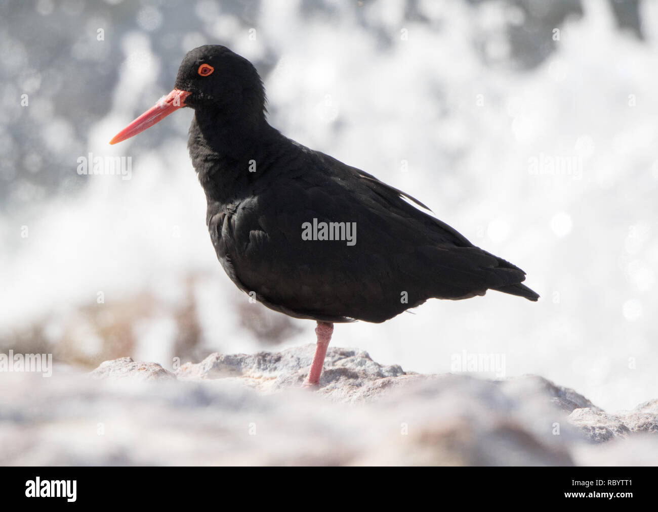 Afrikanischen schwarzen Austernfischer (Haematopus moquini) Stockfoto