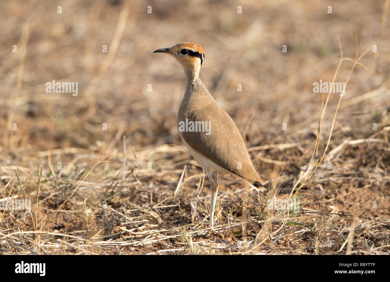 Temminck's Renner (Cursorius temminckii) Stockfoto