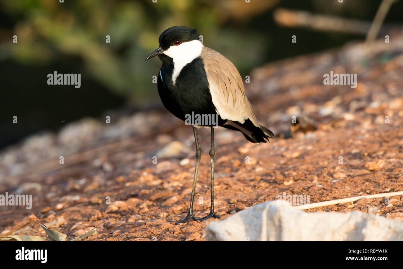 Sporn - winged Plover (Vanellus Spinosus) Stockfoto