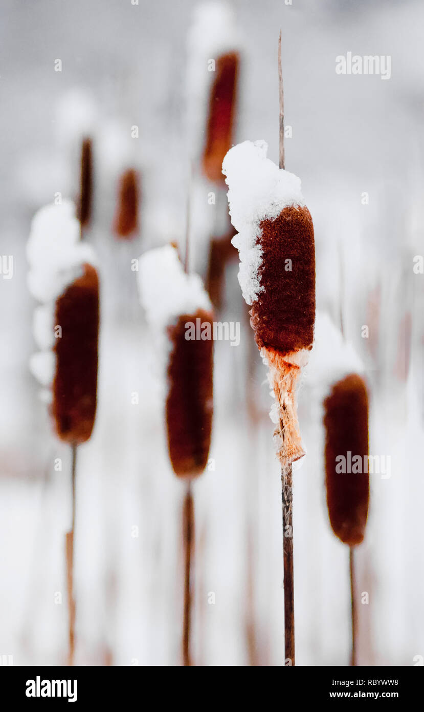 Schnee bedeckt Rohrkolben in Muskoka Stockfoto