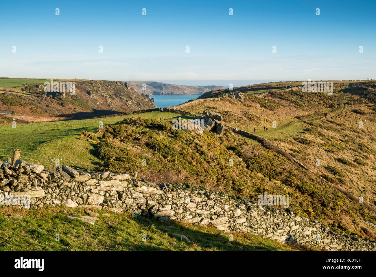 Felsenweide mit traditionellen Trockenmauern geteilt. Bolt Head, Salcombe, South Hams. Devon. GROSSBRITANNIEN Stockfoto